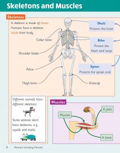 Knowledge Organiser Science Year 3 thumbnail