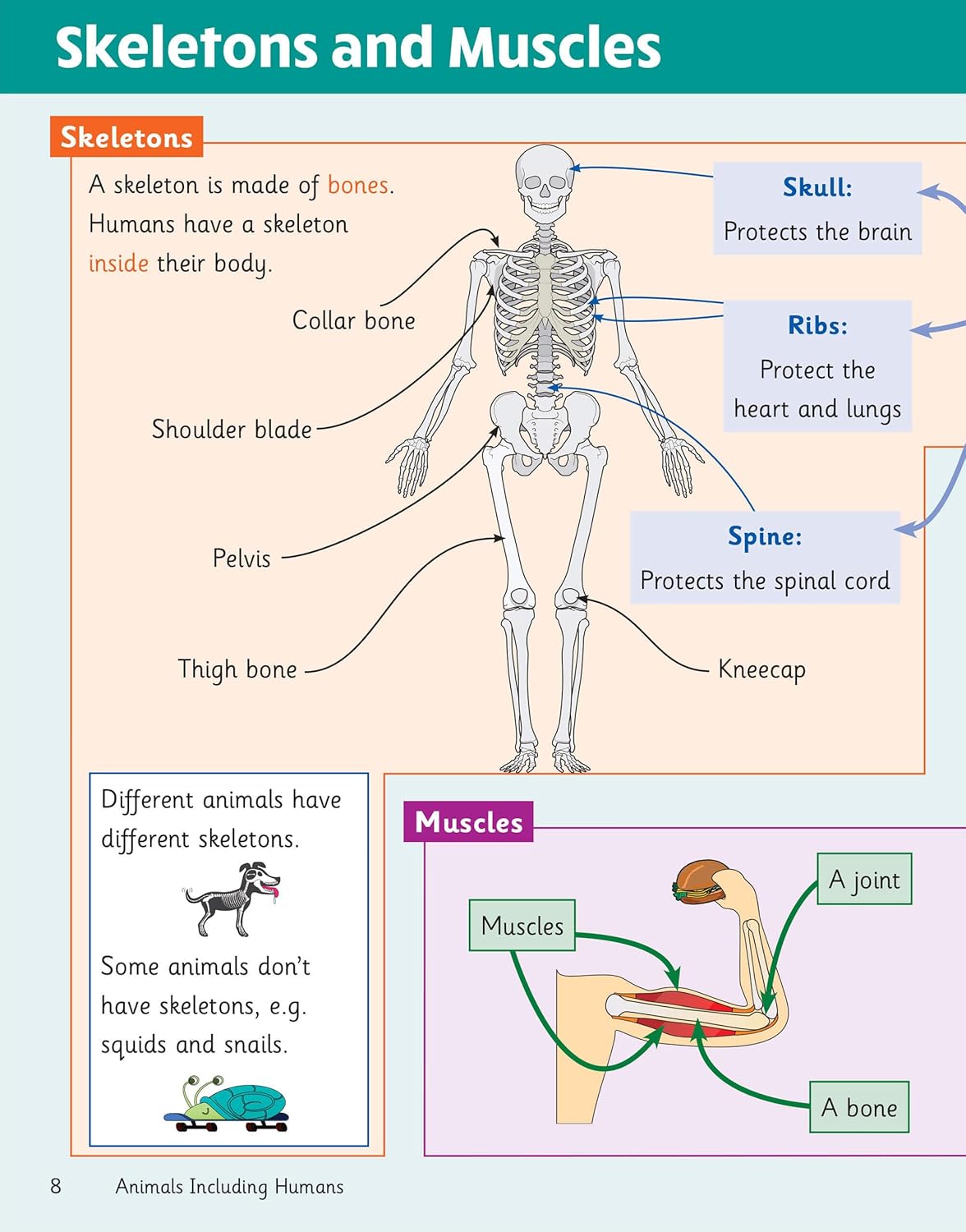 Knowledge Organiser Science Year 3