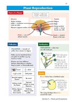 Knowledge Organiser Science Year 6 thumbnail